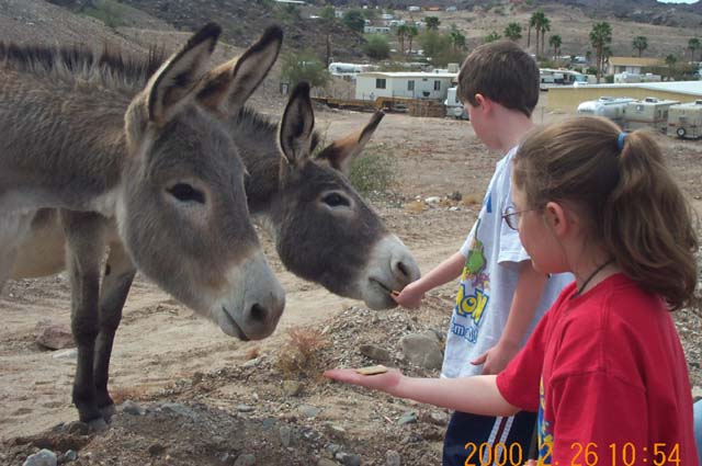 Wild burros enjoyed Triscuits near Parker Dam, California.