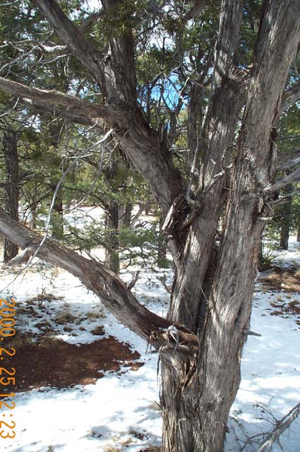One of the interesting trees at the South Rim of the Grand Canyon.