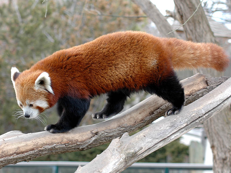 Red Panda, photo by Dan