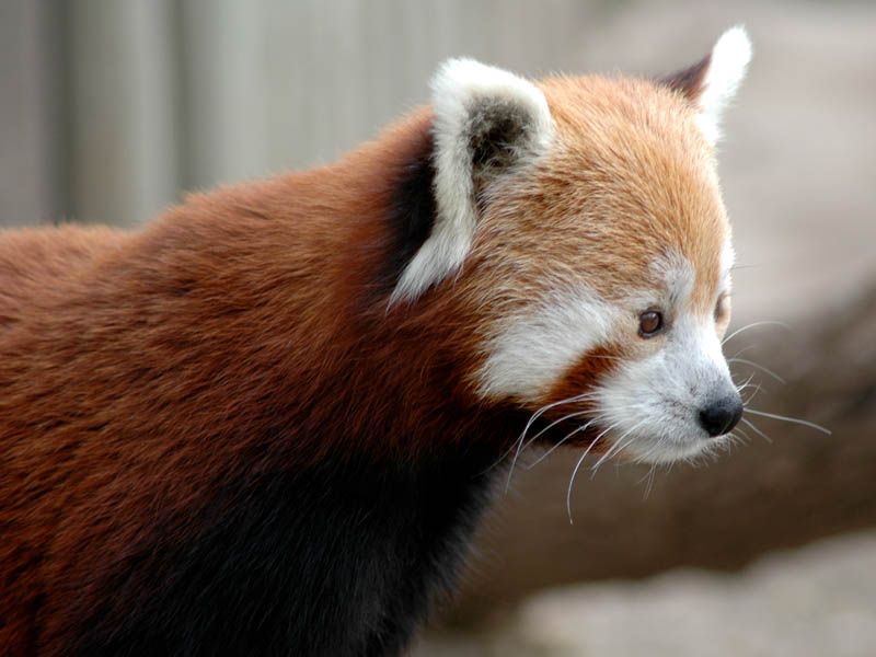 The Red Pandas were a family favorite.