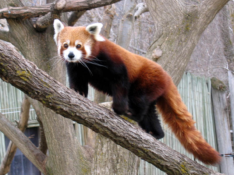 Red Panda, photo by Beth
