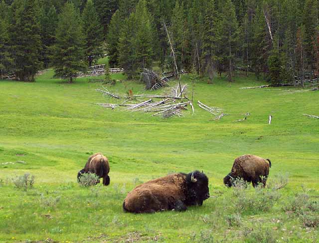 Bison bison weighs 700-2200 pounds.  Beefalo are 3/8 bison and 5/8 domestic cattle and are not shown here.